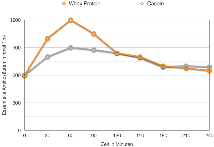 Casein und Whey Protein Wirkungsverlauf